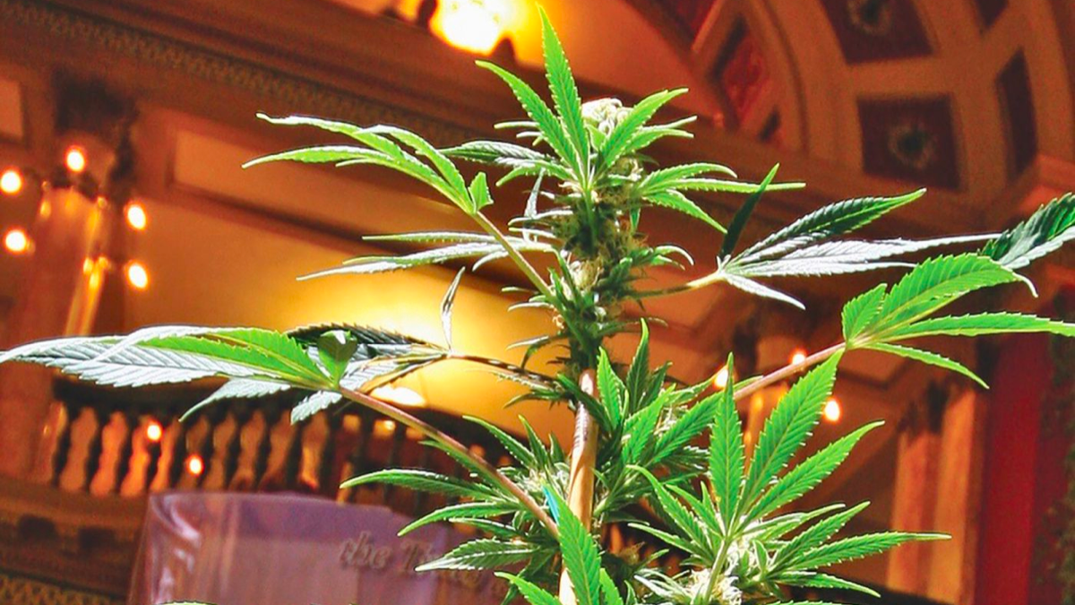 Transform Your Daily Wellness Rituals Through Mindful Cannabis Integration