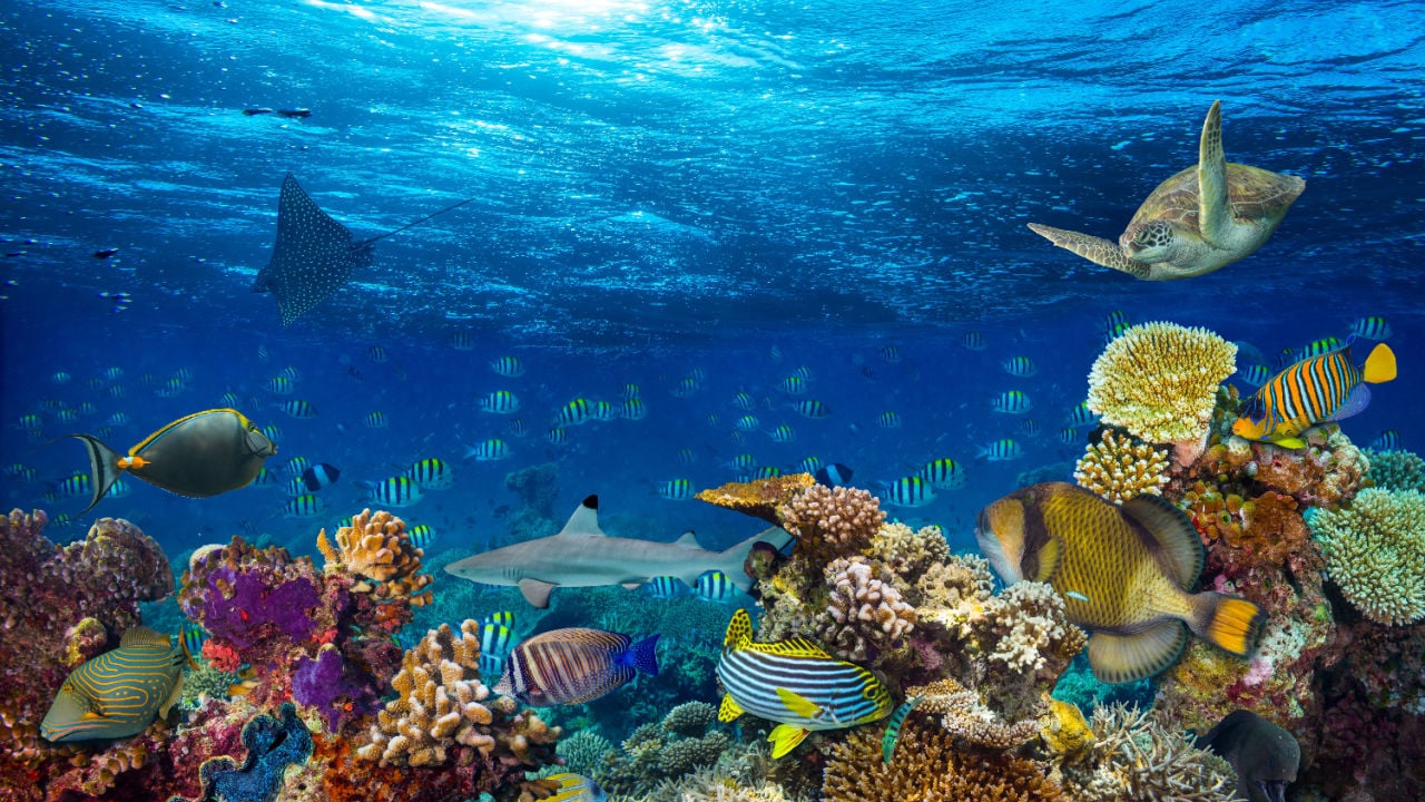 https://coralvita.co/coral-cafe/coral-reef-animals/