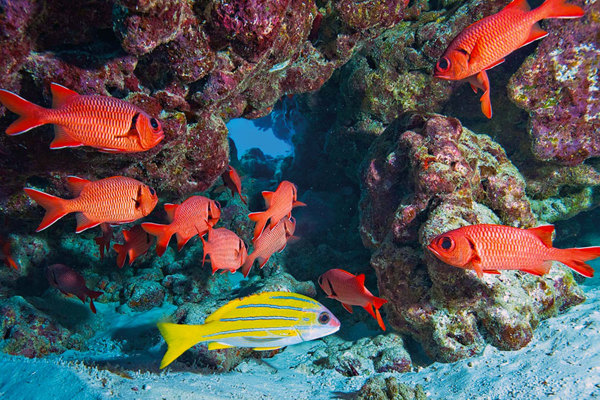 Exploring the Colorful World of Small Fish in Coral Reef Ecosystems